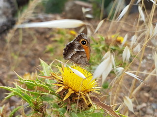 Farfalla