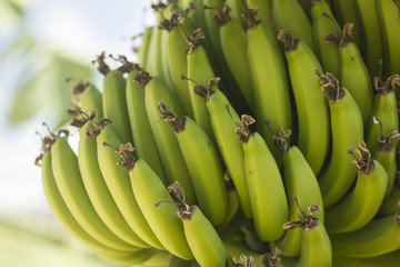 Close-up to the bunch of green bananas on a tree