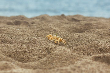 Sand crab walking on the beach