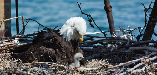 Mom and baby Bald Eagle - 211517399