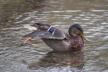Mallard