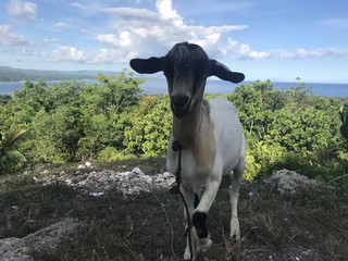 Goat with view of Bohol, Visayas, Philippines