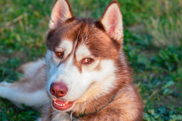 Portrait Siberian husky. Beautiful red dog portrait on green backdrop. 