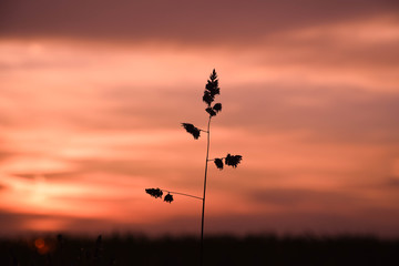 Silhoutte of a plant at the evening sky