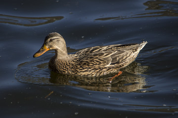 Mallard