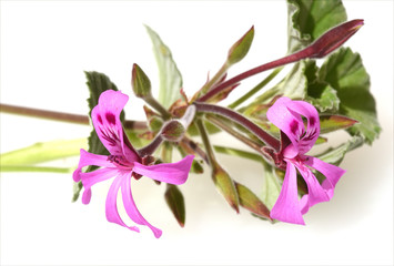 Kapland-Pelargonie, Umckaloabo, Pelargonium, reniforme,