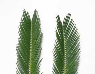 Beautiful tropical leaves on light background, top view