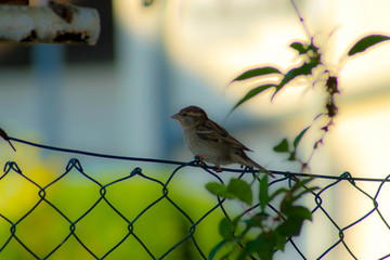 a sparrow having a break