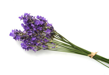 Lavendel, Lavendula, angustifolia, Heilpflanze
