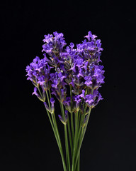 Fototapeta premium Lavendel, Lavendula, angustifolia, Heilpflanze