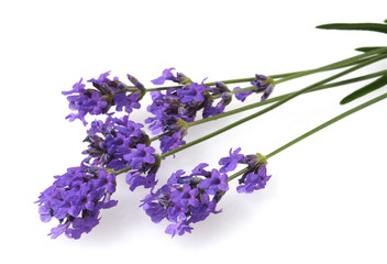 Lavendel, Lavendula, angustifolia, Heilpflanze