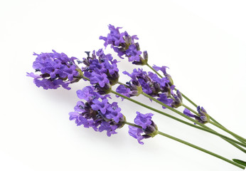 Lavendel, Lavendula, angustifolia, Heilpflanze
