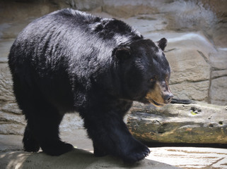 A Black Bear Lumbers Along a Rock Ledge