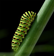 Raupe, Schwalbenschwanz, Papilio, machaon,