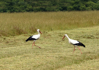 Storch, Stoerche, Ciconia, ciconia