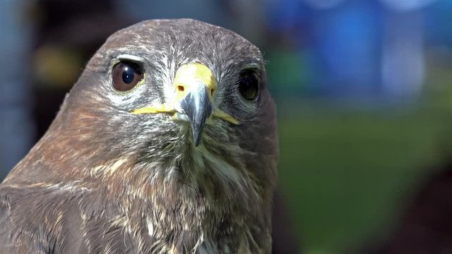 Cinemagraph of a Peregrine Falcon (Falco peregrinus)