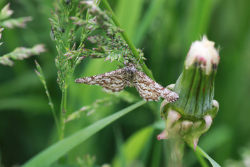 farm in nature outdoor