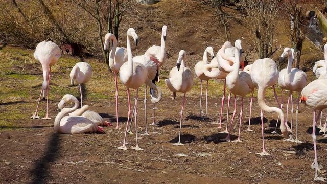 flock of beautiful adult flamingos