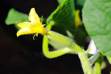 Beautiful close up view of green cucumber plant isolated. Amazing nature background. 