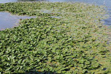 plan d'eau avec feuille de nénuphare