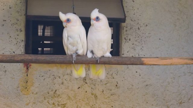 couple little corella or differently bare-eyed cockatoo (Cacatua sanguinea) in the cage