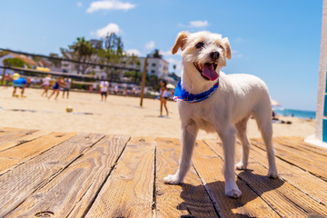Jack Russell Terrier having fun on the beach boardwalk