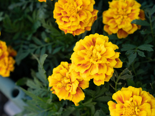 Bright colorful yellow-orange marigolds in the garden with green leaves.