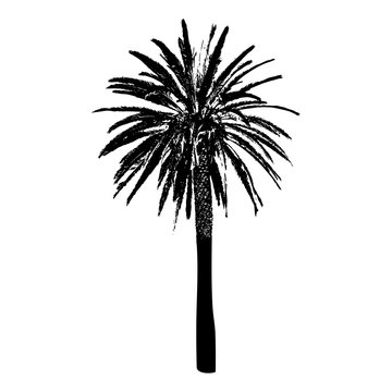Silhouette of a palm tree. Black on white background.