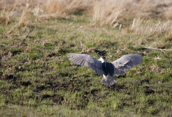 Black Crowned Night Heron