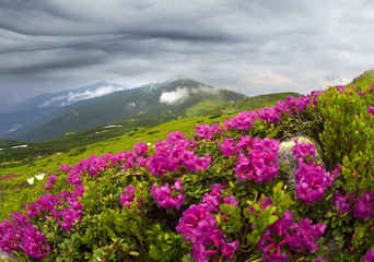 Obraz premium Rhododendrons on Chernogor about Goverly