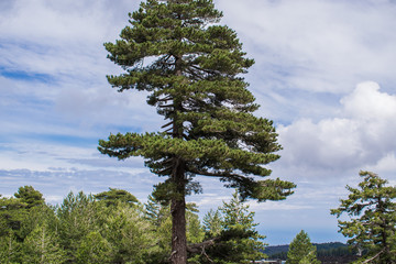 Fototapeta premium tree