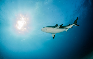 Caribbean reef shark