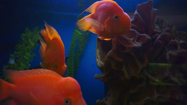 blood parrot cichlid or parrot cichlid, big beautiful red fish in the water.