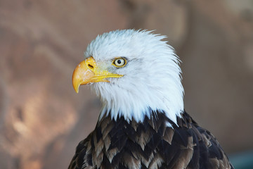 predatory bird