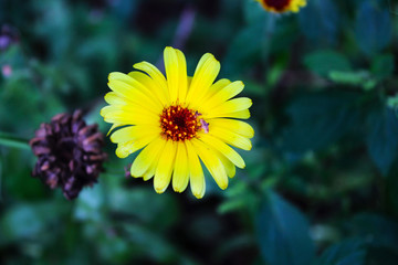 my yellow sun  