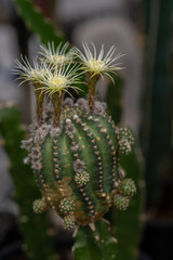 Beautiful blooming cactus flower. Macro closeup. Soft focus.