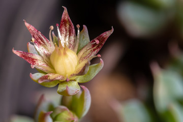 Beautiful blooming cactus flower. Macro closeup. Soft focus.