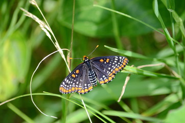 Obraz na płótnie Canvas Baltimore Checkerspot Butterfly