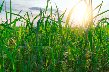 Real fresh green grass blackgroud with sun shines. Plants grows.