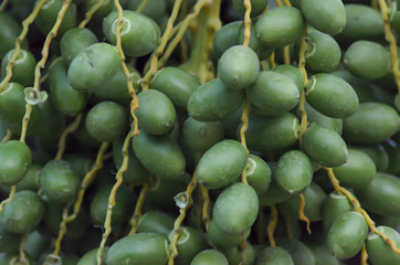 Closeup of bunch of raw green dates