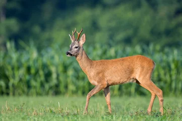 Velvet curtains Roe Wild roe deer in a field