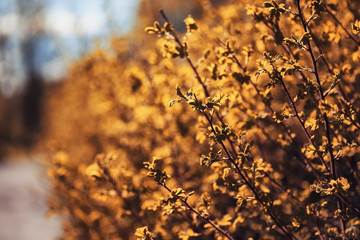 Autumn nature. Leaves and bushes with the yellow leaves in the p