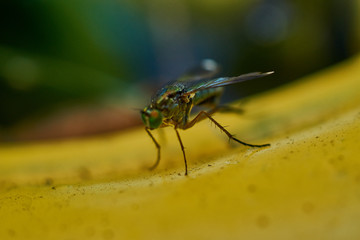 Fliege Nahaufnahme