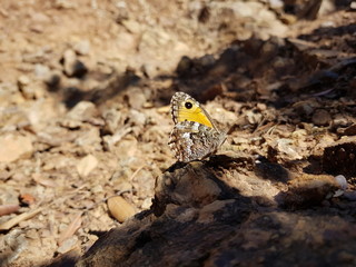 Farfalla