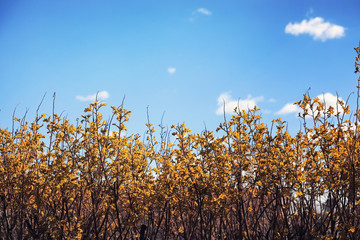 Autumn nature. Leaves and bushes with the yellow leaves in the p