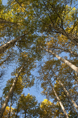 Fall Aspens and Moon