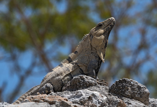 black spiny iguana, black iguana or black ctenosaur in the ruins of the former mayan city edzna, mexico