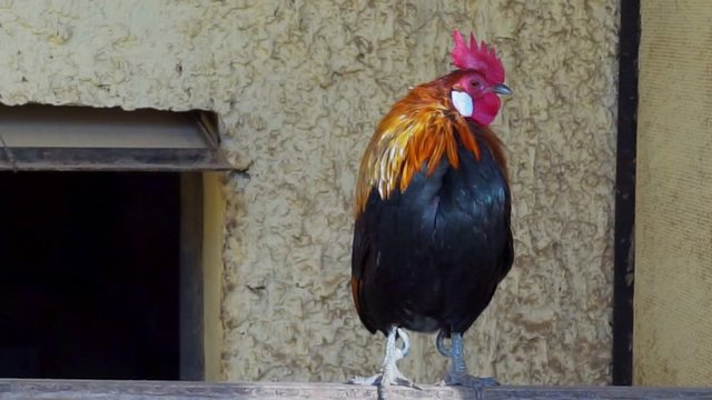 Beautiful bright colorful adult cock on a pole in a chicken coop
