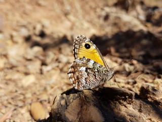 Farfalla