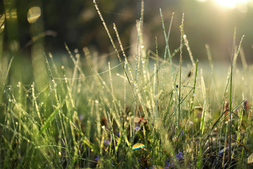 Dew drops on grass, shallow depth of field